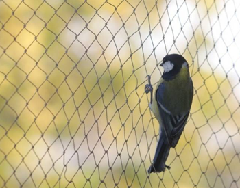 PCIS Pest Control India Pvt Ltd