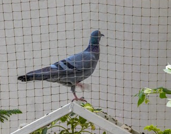 PCIS Pest Control India Pvt Ltd