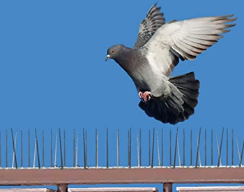PCIS Pest Control India Pvt Ltd